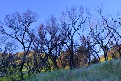 DSC_6230 (Large).JPG